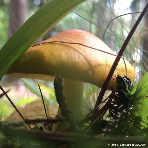 Mushroom in the Woods